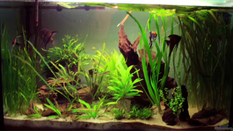 Aquarium Hauptansicht von Becken 3685 von Pascal Schneider (1)