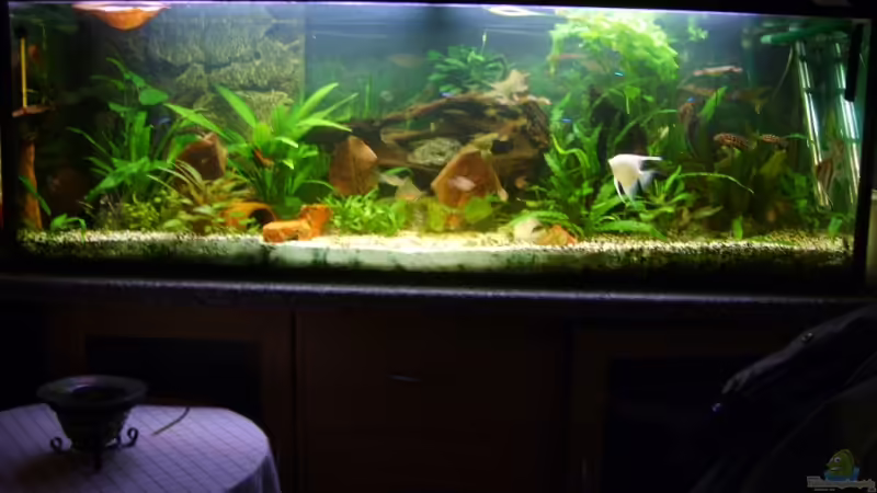 Aquarium Hauptansicht von Becken 3686 von Patrick Ebert (1)