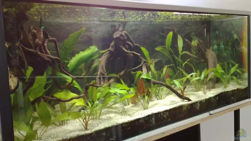 Aquarium Hauptansicht von Becken 3700