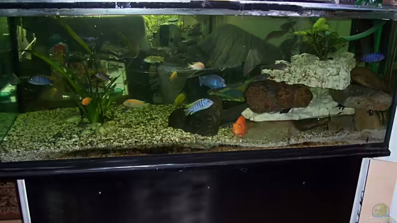 Aquarium Hauptansicht von Becken 3705