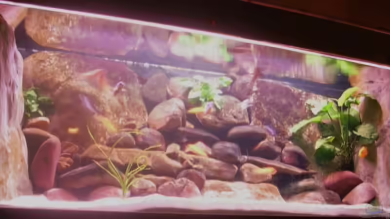 Aquarium Hauptansicht von Becken 3720 von Karl-Heinz Krings (1)