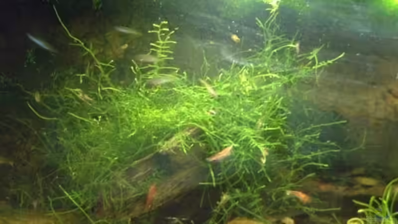 Aquarium Hauptansicht von Becken 3742 von Sebastian H.2 (1)