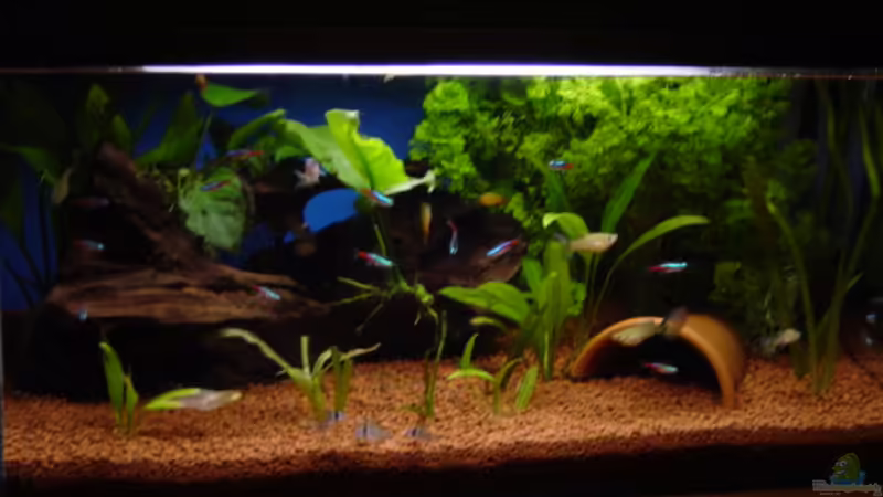 Aquarium Hauptansicht von Becken 3749 von Claudio Zeitler (1)