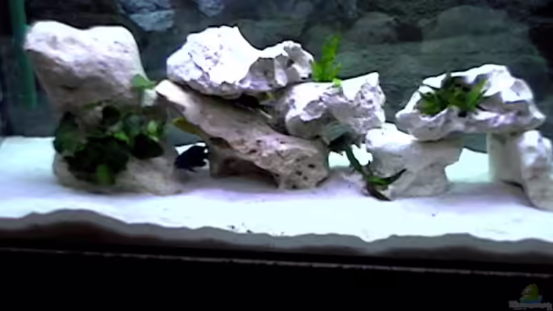 Aquarium Hauptansicht von Becken 3757 von Peter Hackenberg (1)