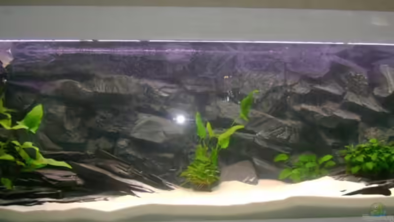 Aquarium Hauptansicht von Becken 3764 von Oliver Jaguczak (1)