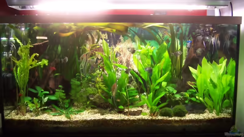 Aquarium Hauptansicht von Becken 3767 von steffen bischoff (1)