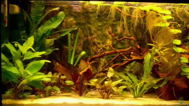 Aquarium Hauptansicht von Becken 3771 von Christian Heitmann (1)