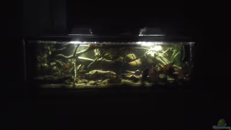 Aquarium Hauptansicht von Becken 37738 von Tobias Bönte (1)