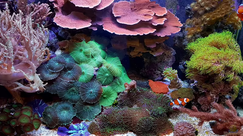 Aquarium Hauptansicht von Becken 37754 von Artur Wegert (1)