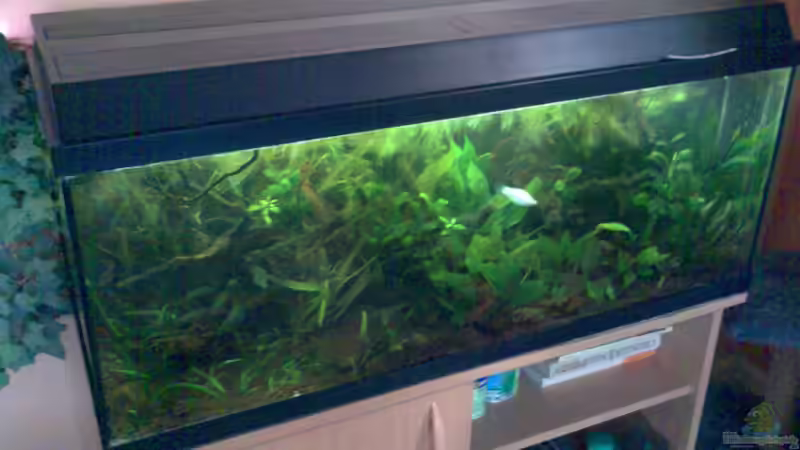 Aquarium Hauptansicht von Becken 3777 von Nico Nowotny (1)