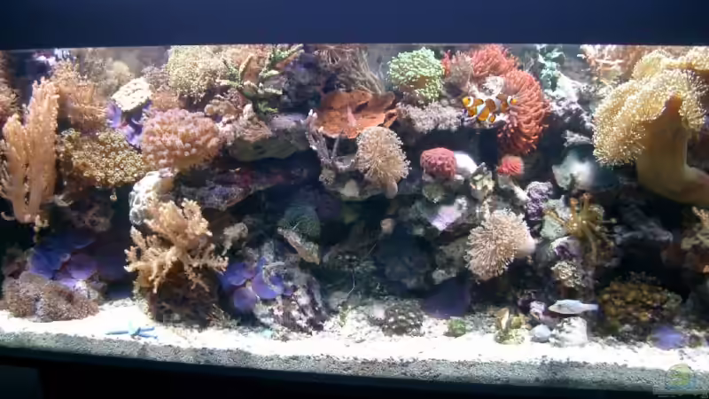 Aquarium Hauptansicht von Becken 3782 von Enrico (1) (2)