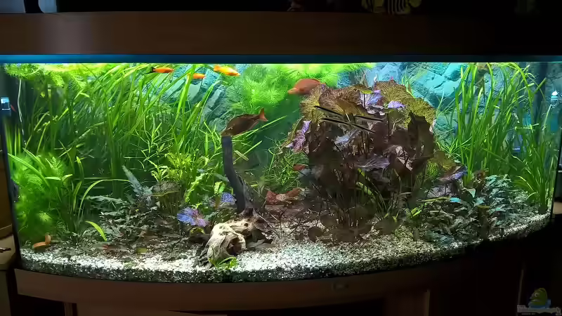 Aquarium Hauptansicht von Becken 37845