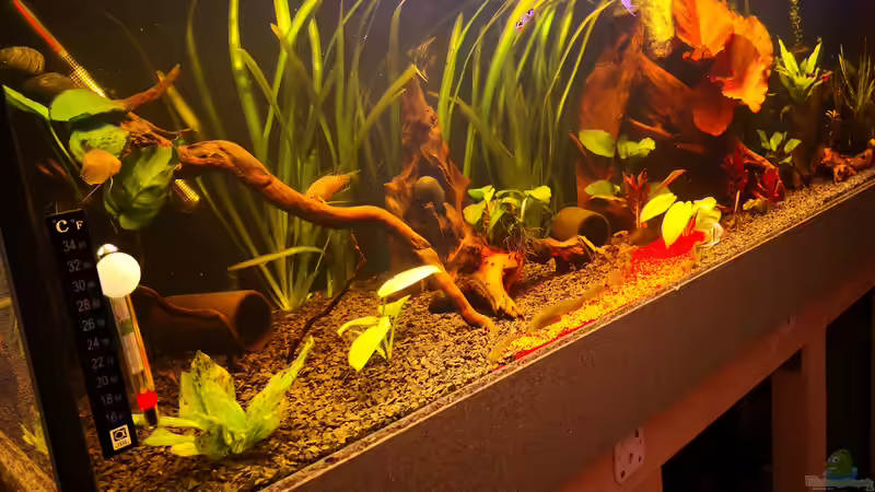 Aquarium Hauptansicht von Becken 37888 von Thomas Titze (1)