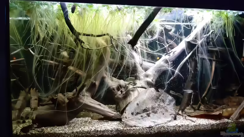 Aquarium Hauptansicht von Becken 38034