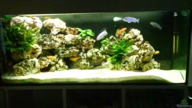 Aquarium Hauptansicht von Becken 3839 von Georg Zinßer (1)