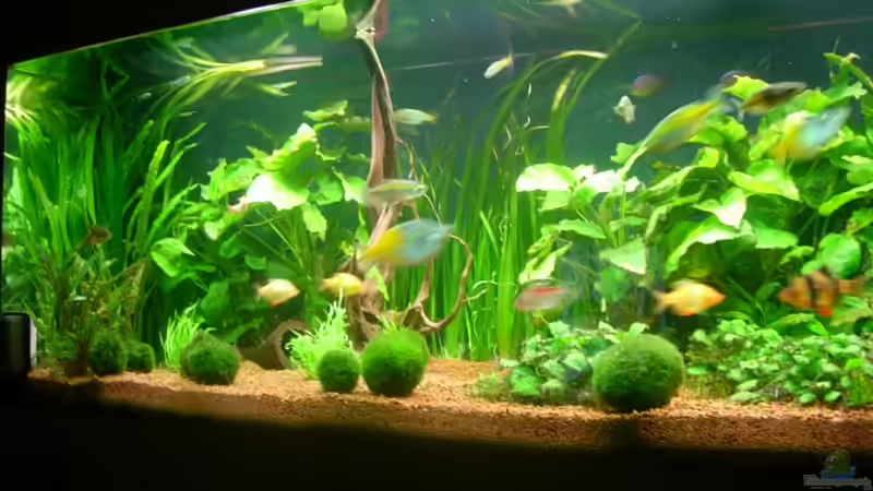 Aquarium Hauptansicht von Becken 3848 von Sonja Kopf (1)