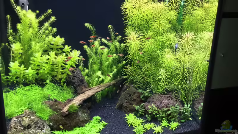 Aquarium Hauptansicht von Becken 38732 von Aquafreak1411 (1)