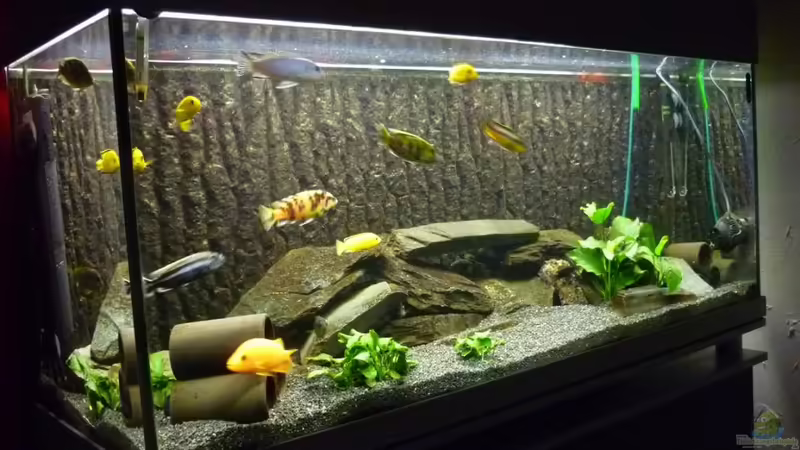 Aquarium Hauptansicht von Becken 3882 von refo78 (1)