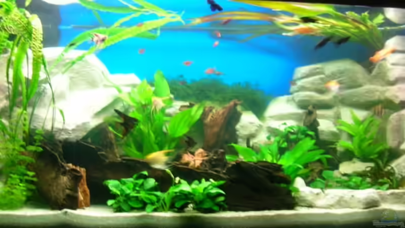 Aquarium Hauptansicht von Becken 3893