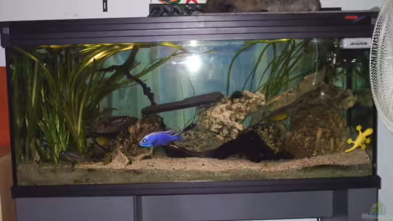 Aquarium Hauptansicht von Becken 390 von Dirk Grieving (1)