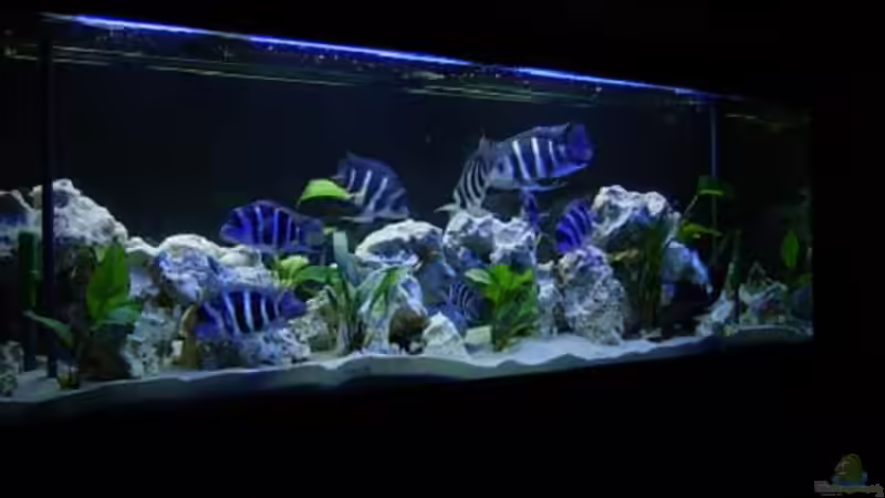 Aquarium Hauptansicht von Becken 391
