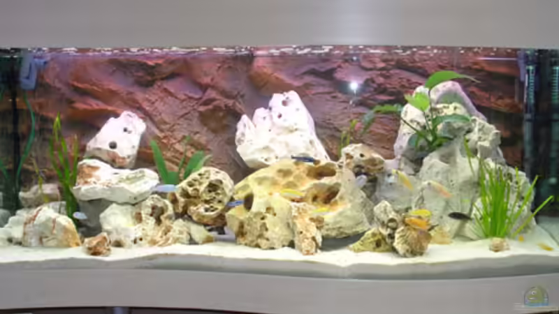 Aquarium Hauptansicht von Becken 392 von Blackpearl (1)