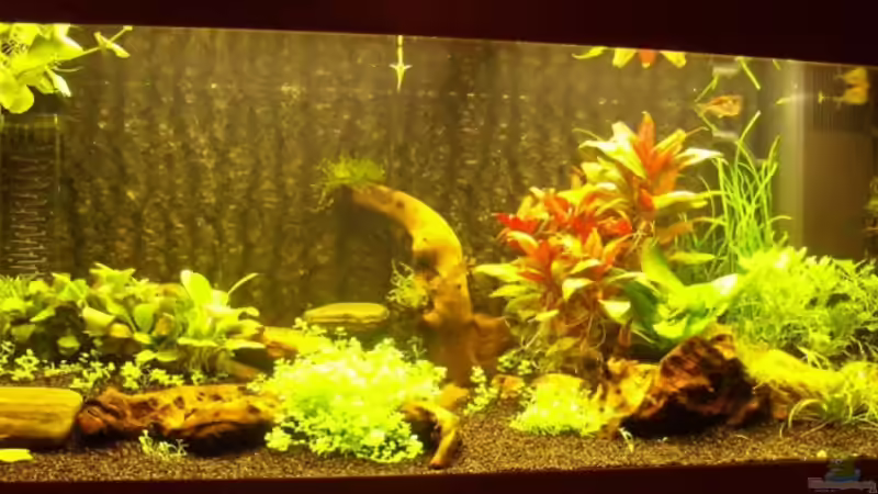 Aquarium Hauptansicht von Becken 3922