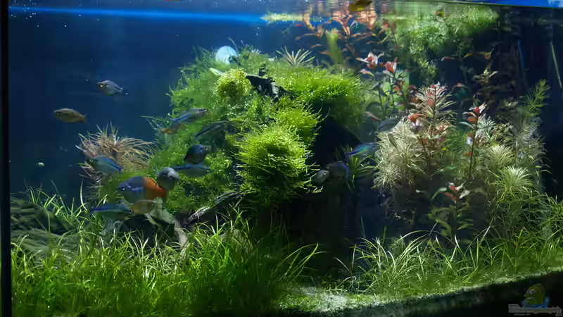 Aquarium Hauptansicht von Becken 3938 von Herbert Lukes (1)