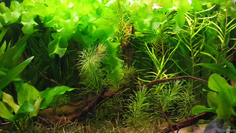 Aquarium Hauptansicht von Becken 3946