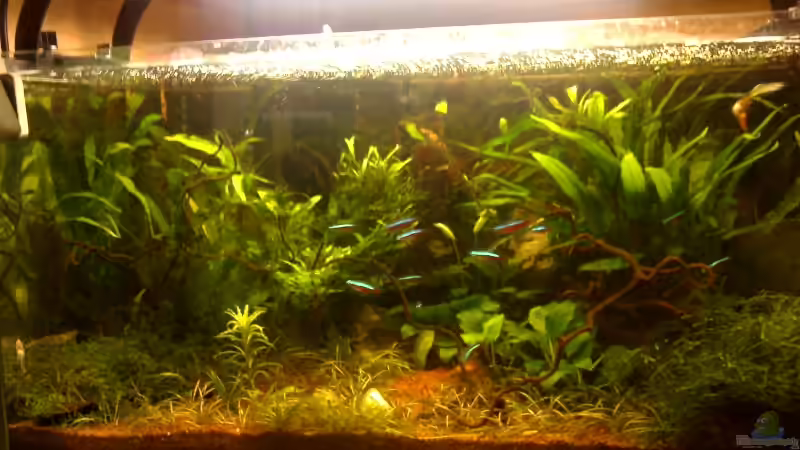 Aquarium Hauptansicht von Becken 3956 von Marc Joist (1)