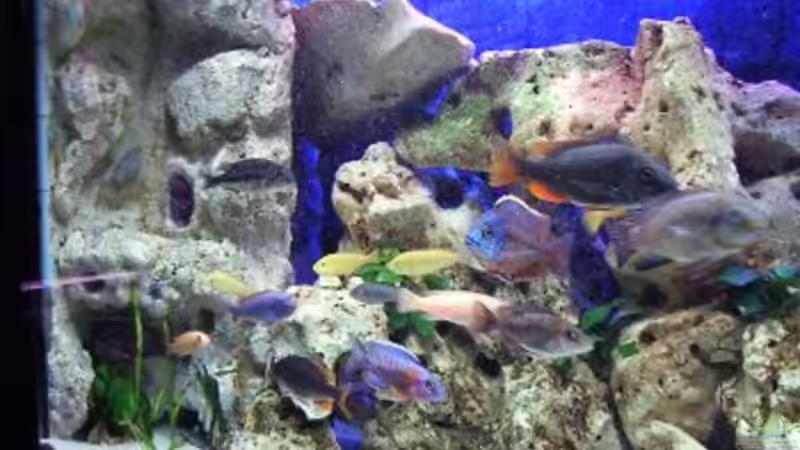 Aquarium Hauptansicht von Becken 396 von Thomas Biewald (1)