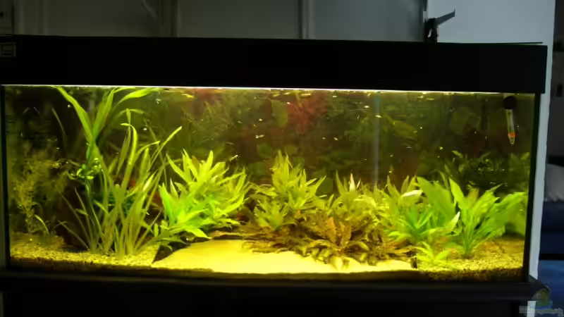 Aquarium Hauptansicht von Becken 3961 von Verena Georges