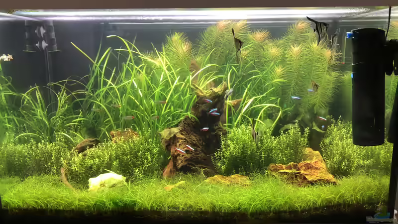 Aquarium Hauptansicht von Becken 39775 von Stephan Krieg (1)