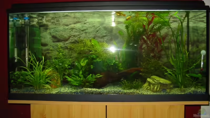 Aquarium Hauptansicht von Becken 3982