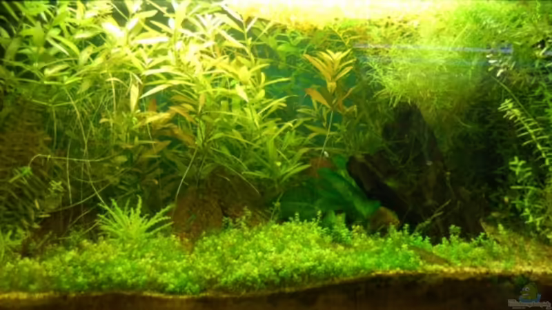 Aquarium Hauptansicht von Becken 3983 von Sebastian H.3