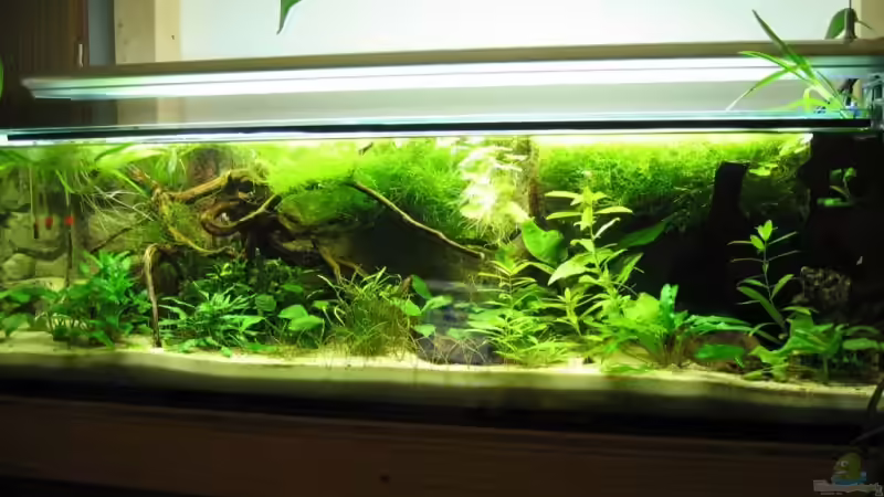 Aquarium Hauptansicht von Becken 4000 von Gerrit Buck (1)