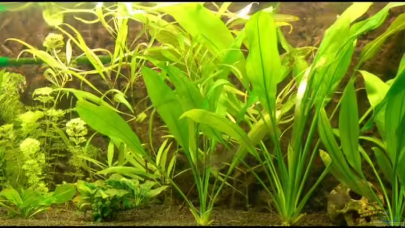 Aquarium Hauptansicht von Becken 4020