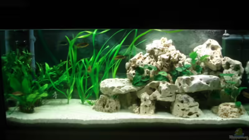 Aquarium Hauptansicht von Becken 4046 von Stefan Schweinhardt (1)