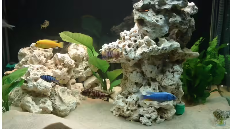 Aquarium Hauptansicht von Becken 4058 von Martin Kühne (1)