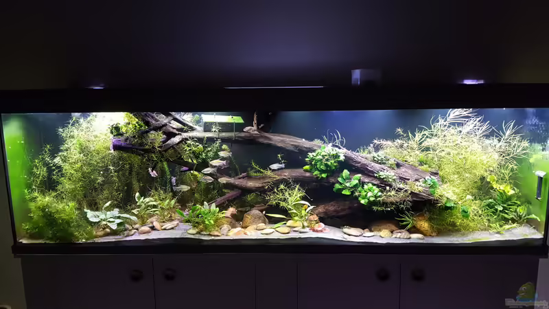 Aquarium Hauptansicht von Becken 40632 von Kamenko (1)