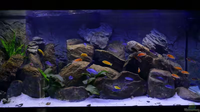 Aquarium Hauptansicht von Becken 40731