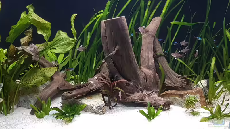 Aquarium Hauptansicht von Becken 40755 von E2k (1)