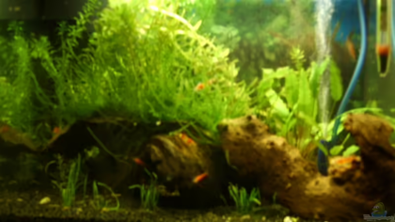 Aquarium Hauptansicht von Becken 4078 von Matthias Söldner (1)