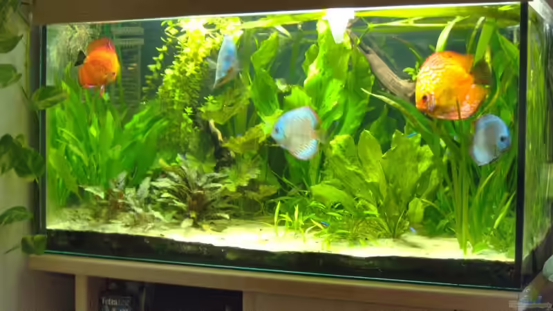 Aquarium Hauptansicht von Becken 4095 von Hannes Schoenherr (1)