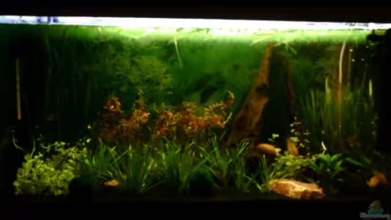 Aquarium Hauptansicht von Becken 4106 von Nicole Helal (1)