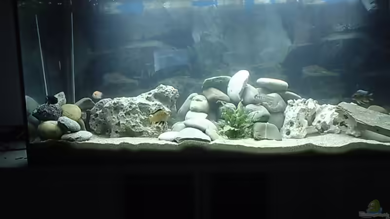 Aquarium Hauptansicht von Becken 413 von Sebastian Lahmeyer (1)