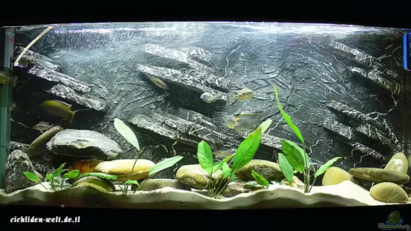 Aquarium Hauptansicht von Becken 4144