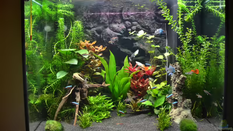 Aquarium Hauptansicht von Becken 41596 von DonTango (1)