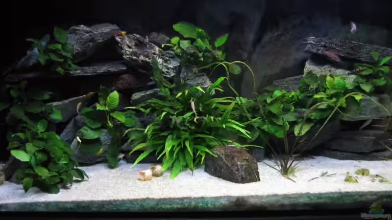 Aquarium Hauptansicht von Becken 4160 von Marco Hunziker (1)