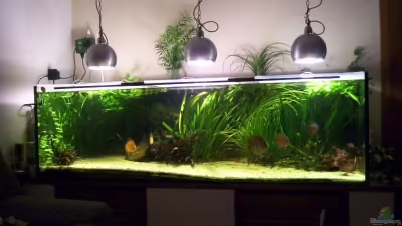 Aquarium Hauptansicht von Becken 4165